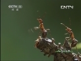 人与自然 《人与自然》 20130612 自然发现 相互依存的昆虫世界（下）
