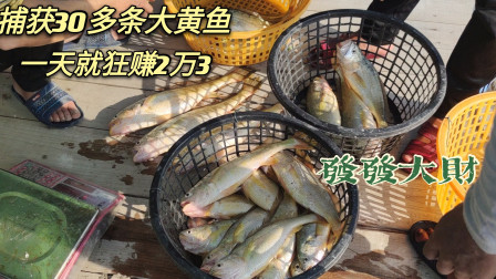 南澳岛赶海日记 广东渔民捕到三十多条黄金鱼，出海一天狂赚2万3，鱼商卖浙江至少要翻一倍