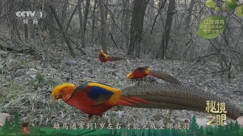 《秘境之眼》 红腹锦鸡 20260325