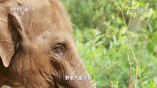地理中国 《地理·中国》 20191210 探秘热带雨林2