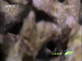 人与自然 《人与自然》 20161104 南太平洋——水火交融