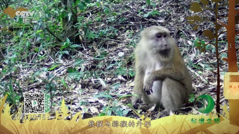 秘境之眼 《秘境之眼》 熊猴 20230428