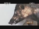 生财有道 《生财有道》 20140808 山里野猪带来千万财