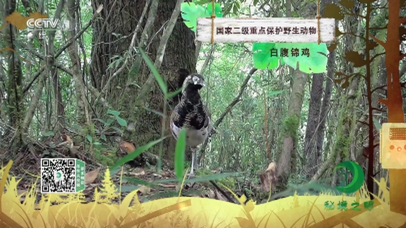 秘境之眼 《秘境之眼》 白腹锦鸡 20230406