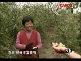 生财有道 《消费主张》 20111013 沾化冬枣：造就品质多重奏
