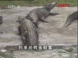生财有道 《生财有道》 20120404 致富榜样——钓来的鳄鱼财富