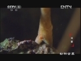 动物世界 《动物世界》 20121102