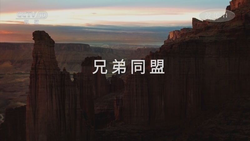 《与恐龙同行》 第3集 兄弟同盟