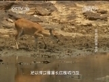自然传奇 《自然传奇》 20140813 老虎的甜蜜生活