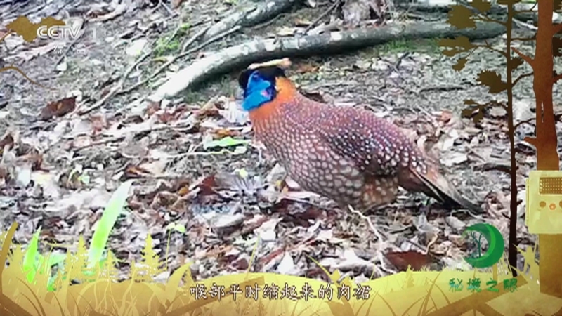 秘境之眼 《秘境之眼》 红腹角雉 20230616
