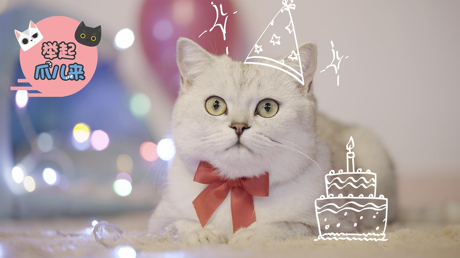 举起爪儿来 猫咪专属生日蛋糕【举起爪儿来】