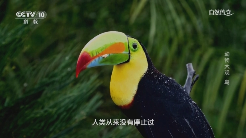自然传奇 《自然传奇》 20230820 动物大观 鸟