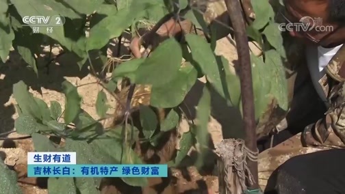 生财有道 《生财有道》 20191022 吉林长白：有机特产 绿色财富