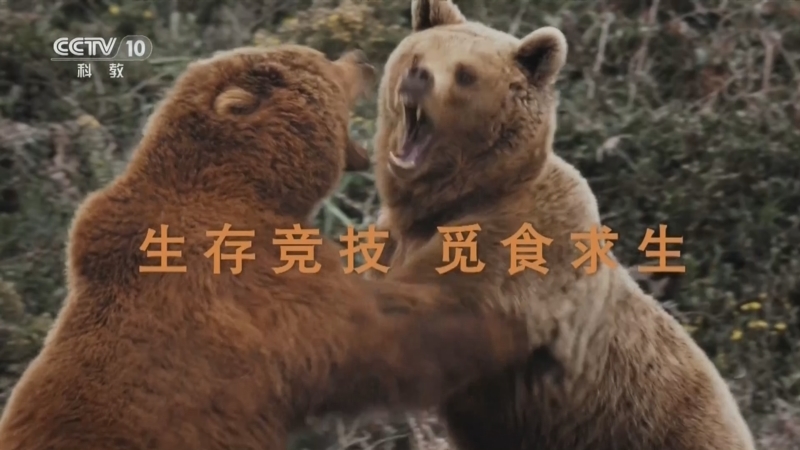 《自然传奇》 20260521 生存竞技 觅食求生