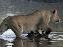 野蛮王国 第一季(SAVAGE KINGDOM -01)第1集:豹子岩