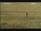 动物世界 《动物世界》 20131129 猎豹出击（下）