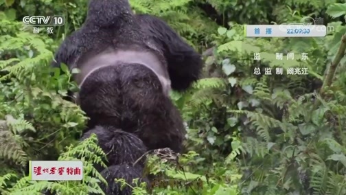 自然传奇 《自然传奇》 20200511 动物搏击术