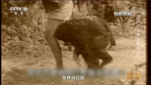 读书 《读书》 20181223 珍·古道尔 《大地的窗口》 重新定义黑猩猩的女人（上）