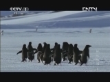 魅力纪录（CCTV-1综合频道） 《魅力纪录》 20121112 地球脉动 第六集 冰封世界