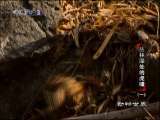 动物世界 动物世界 2010-09-03