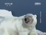 自然传奇 《自然传奇》 20141028 天生杀手之北极熊
