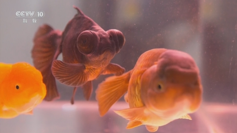 《围炉夜话》 20260223