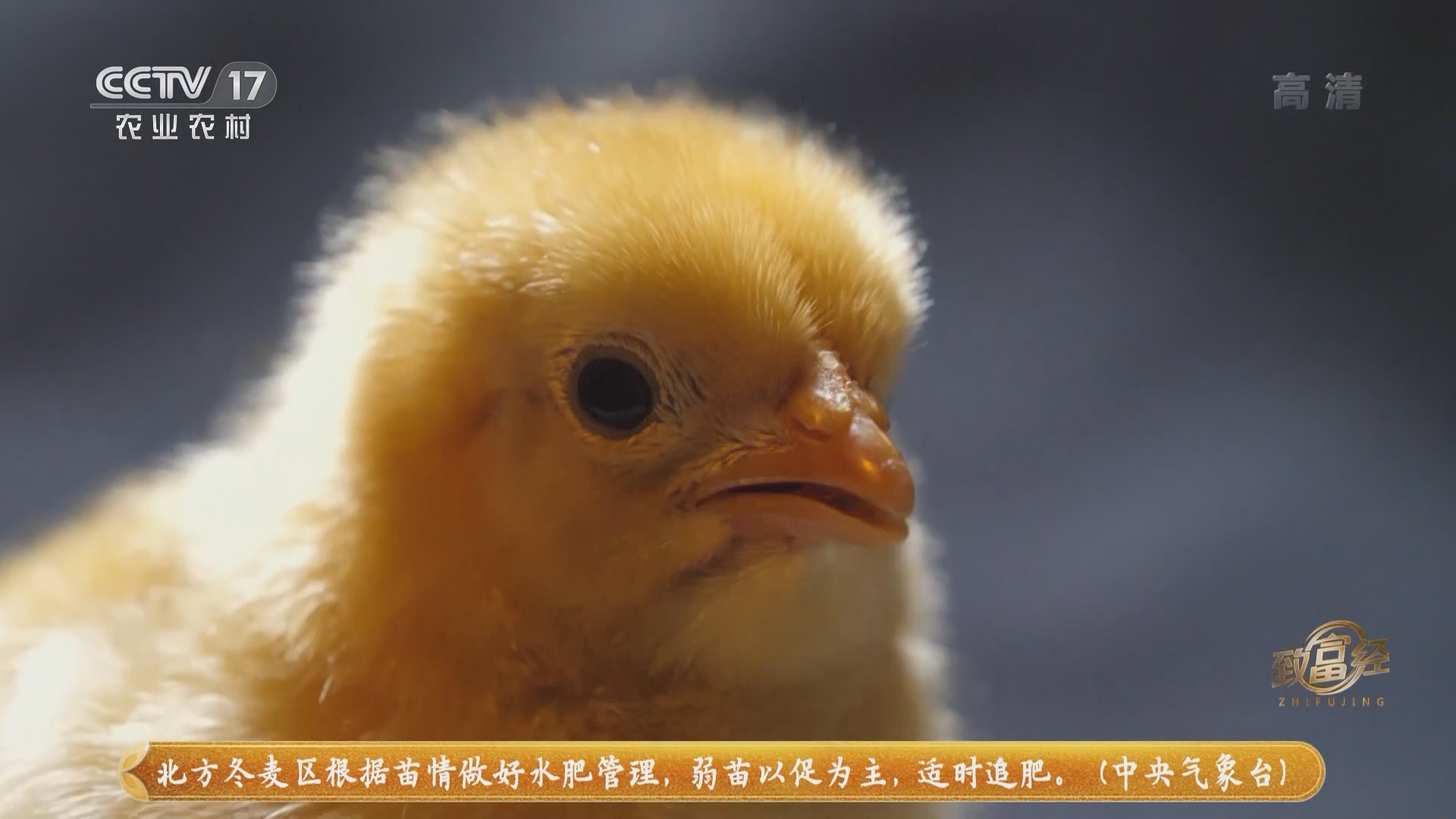 《致富经》 20211123 体育高手养土鸡 借力卖出千万财