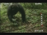 动物世界 《动物世界》 20121128 传奇家族秘史（一）
