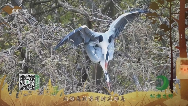 秘境之眼 《秘境之眼》 苍鹭 20230316