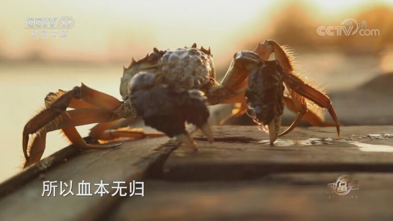 致富经 《致富经》 20200911 柔情老爹的酱财富