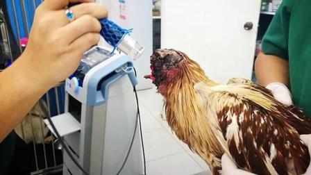 半岛奇闻 泰国“鸡坚强”成网红, 鸡头被毁还能正常进食!