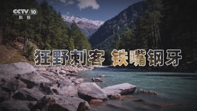 《自然传奇》 20251125 狂野刺客 铁嘴钢牙
