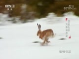 动物世界 《动物世界》 20171205 野性生存·向陆地进发