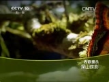 走近科学 《走近科学》 20150714 深山蝶影