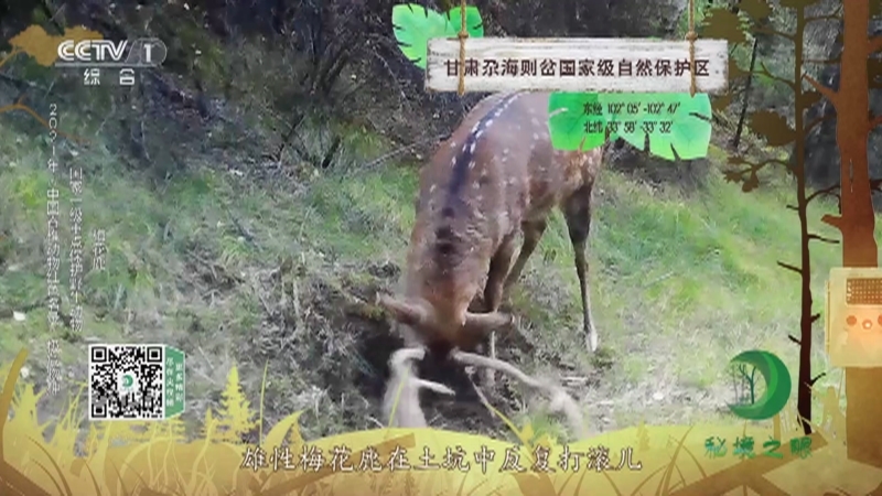 秘境之眼 《秘境之眼》 大熊猫/豹/貂熊/云豹/梅花鹿 20221010