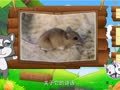 看图识物 象 猪 鼠