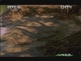 人与自然 《人与自然》 20130201 自然故事 凯门鳄母亲（下）