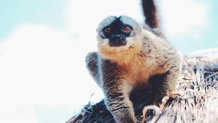来到马达加斯加 它竟敢在我头上撒野