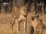 动物世界 《动物世界》 20180414 大猫猎手训练营