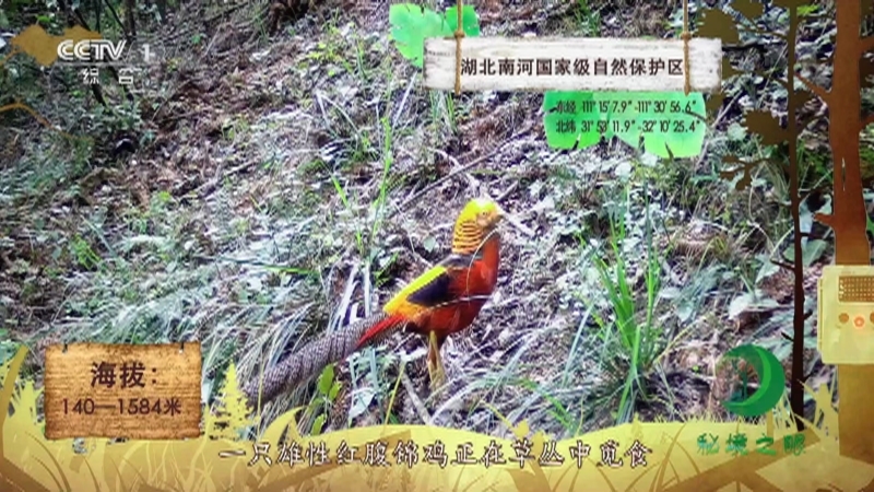 《秘境之眼》 红腹锦鸡 20210817