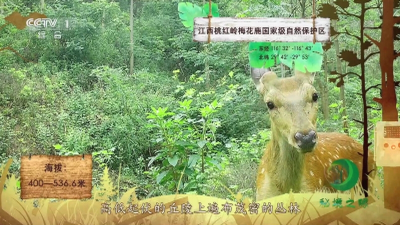 《秘境之眼》 梅花鹿 20210913