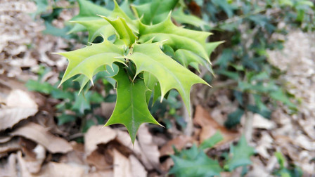 农村这种常见“野草”，古代称“避孕草药”