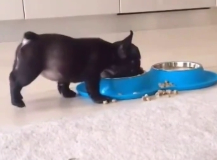 这盆狗粮好吃到飞起来！