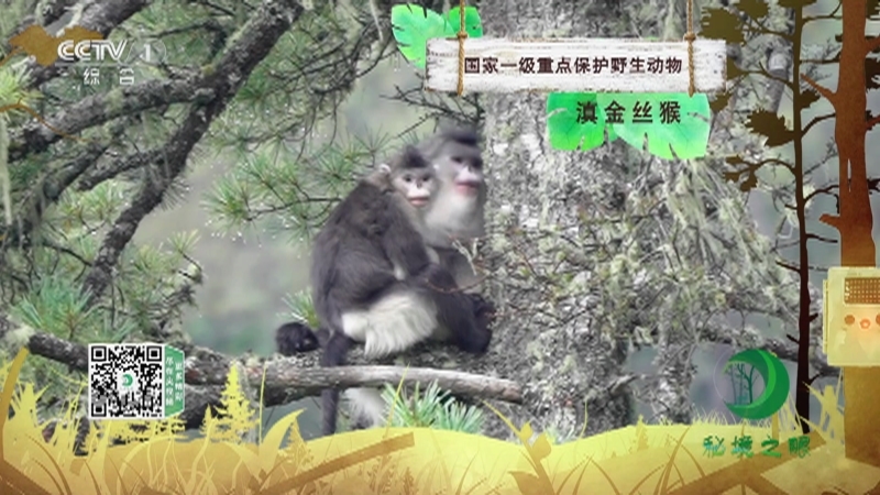 秘境之眼 《秘境之眼》 滇金丝猴 20221214