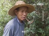走近科学 《走近科学》 20151228 食材新说之松露（上）