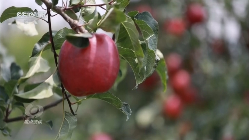 《焦点访谈》 20260302 功在千秋 东西协作 硕果累累