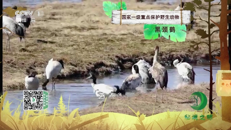 秘境之眼 《秘境之眼》 黑颈鹤 20221220