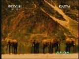人与自然 《人与自然》 20130418 自然故事 大漠情深（上）