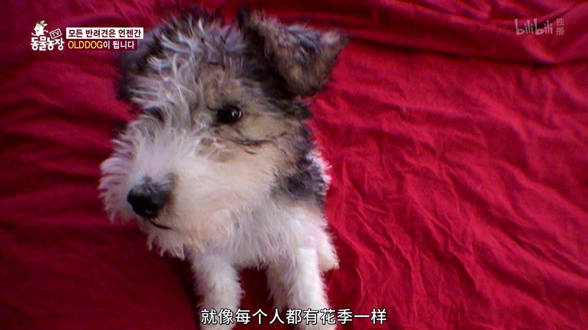 动物农场2020 不明身份的动物