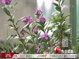 今日说法 《今日说法》 20170603 被隐瞒的结婚证（上）